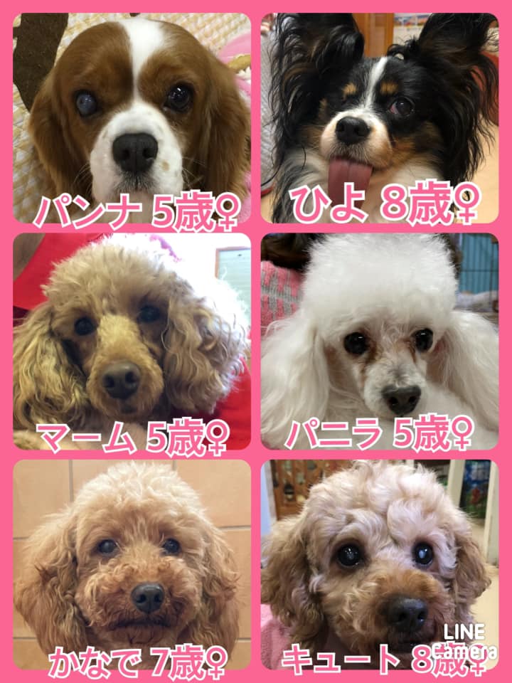 🐾今日の里親様募集中ワンコ🐶メンバーです🐾2021,1,3